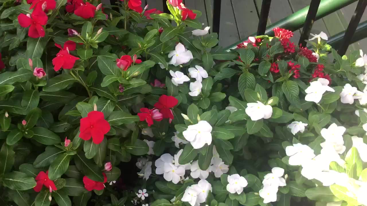 Flowers swaying in the wind.🌺