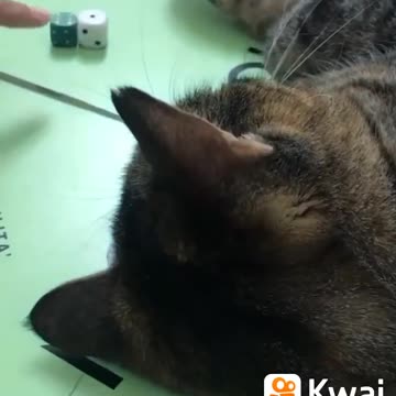 o gato jogando banco mobiliario.mp4