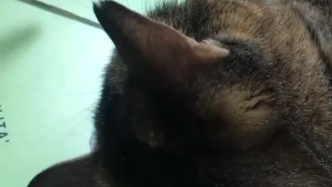 o gato jogando banco mobiliario.mp4