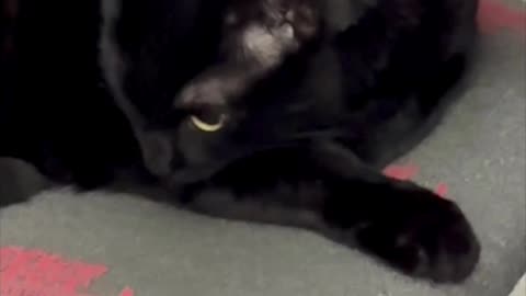 Cute Precious Piper is a Young Professional - My Adopted Shelter Cat Vlog #shorts