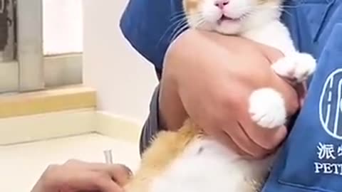 Must Watch: Cute cat injection #shortvideo #viral #new #cute #cat #shorts