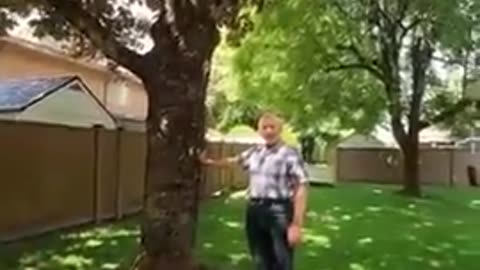 Why You Feel Better After Touching (Hugging) a Tree