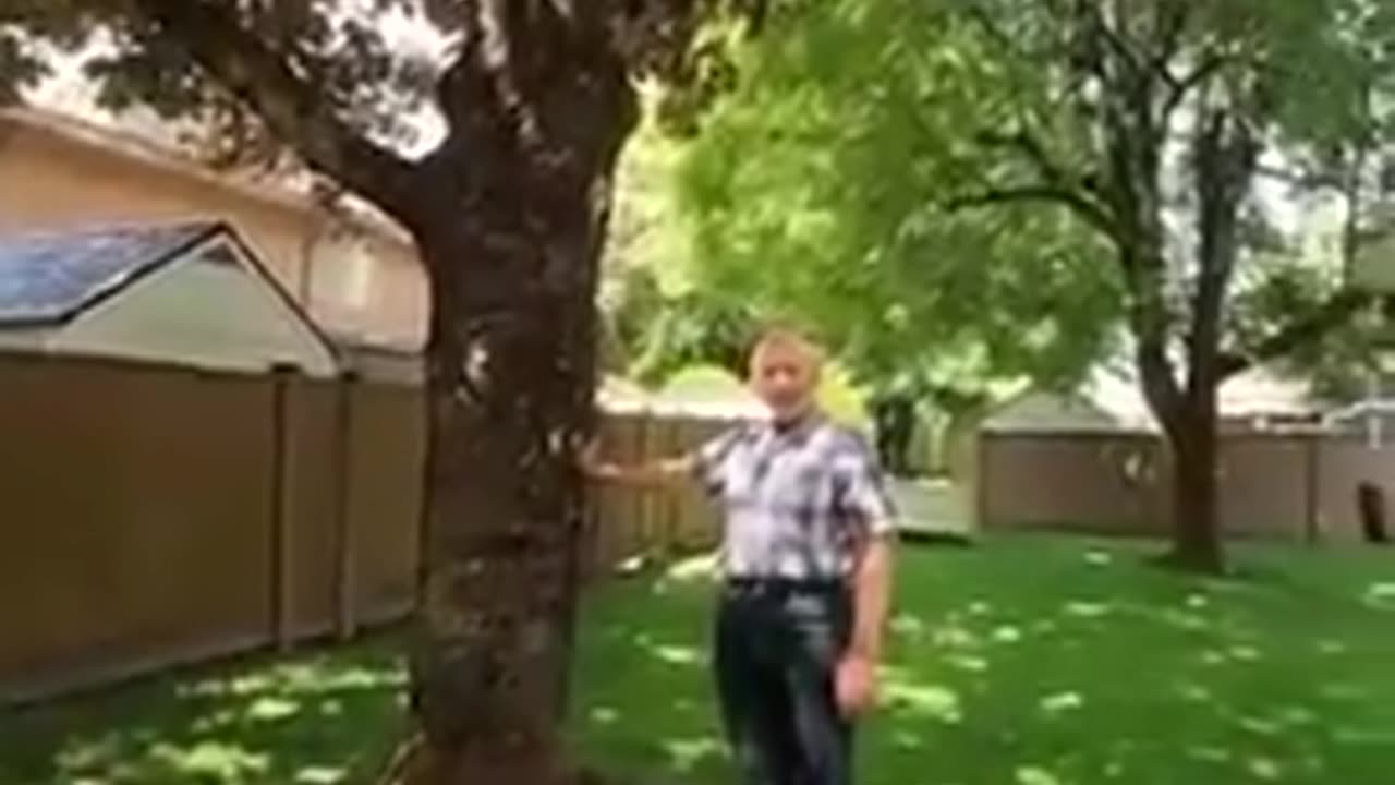 Why You Feel Better After Touching (Hugging) a Tree