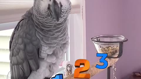 Parrot says rubbish 😂
