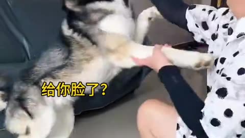 Dog's Comedy Videos 🤣 so cute videos 😍 funny videos 🤣