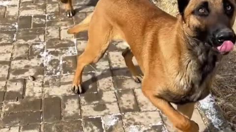 Funny ANIMALS videos Funniest CATS and DOGS 😊😺 🐶 2025