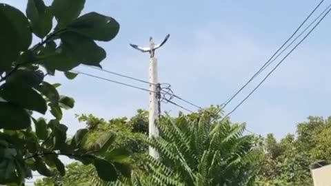 😢🕊️ The Most Painful Bird Moment You'll See Today! | FunFM