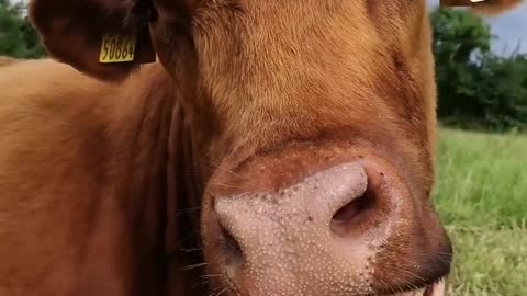 😂🐶 Chunk's Chin Scratch Reactions Are Priceless! | FunFM