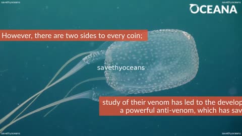 Box Jellyfish Little But Lethal Oceana