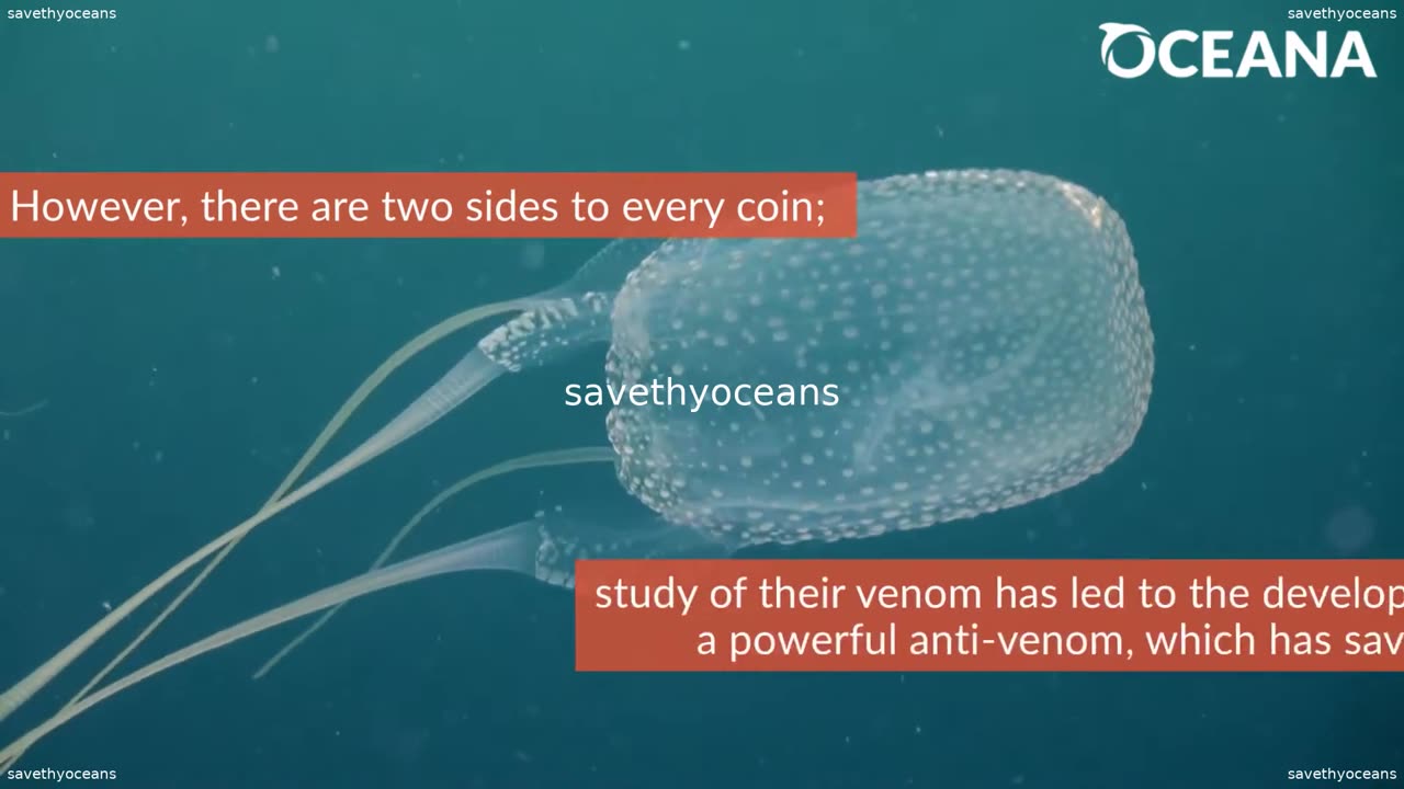 Box Jellyfish Little But Lethal Oceana