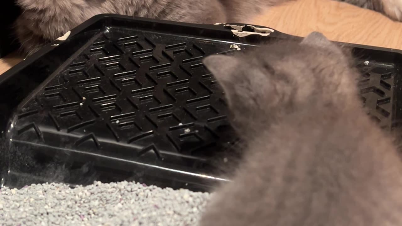 Involved Cat Dad Potty Trains Kitten