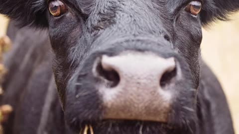 Top 3 Most FUNNY cow jokes to tell your kids' dad jokes