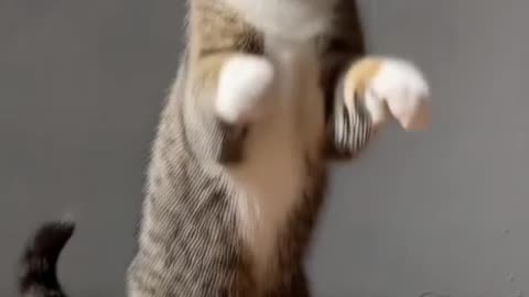 a short video of a dancing cat