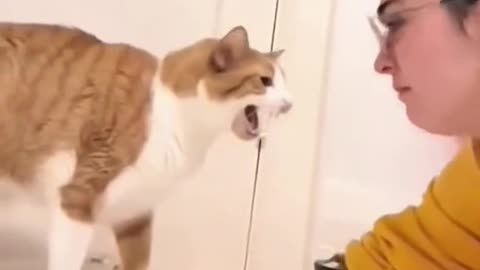 Funny Cats!
