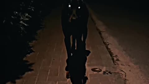 Dogs Aura 500000+☠️