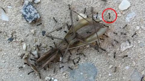 Swarm intelligence directs longhorn crazy ants to clear the road ahead for sisters carrying
