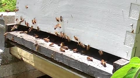 Bee Break #3