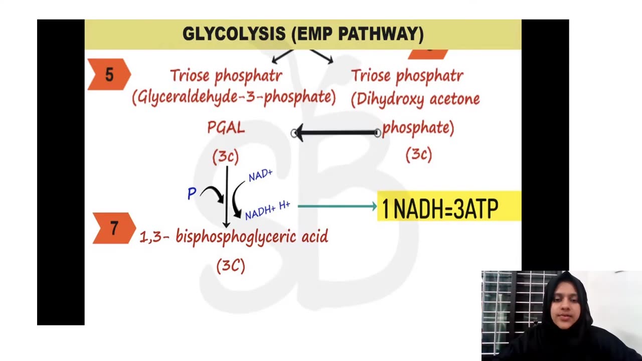 Plus Two Biology Chapter 12 Part 2