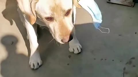 "A Labrador that can wear a mask and sneeze"