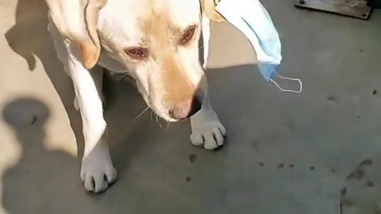 "A Labrador that can wear a mask and sneeze"