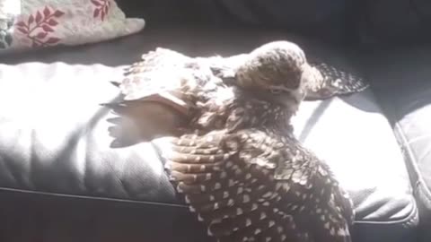 Seeping time for baby Owl