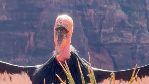 Zion California Condor Wingspan