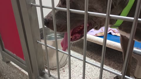 Rebel 11y A870950 kennel 192 PACC shelter barks his underlying desire wishin 4 doggie walk2025831608