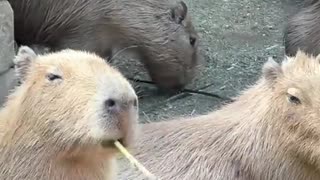 🤯🎩 Who Knew Capybaras Had a SECRET LIFE as a MAJORETTE? | FunFM