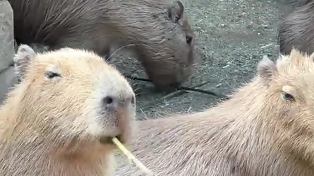 🤯🎩 Who Knew Capybaras Had a SECRET LIFE as a MAJORETTE? | FunFM