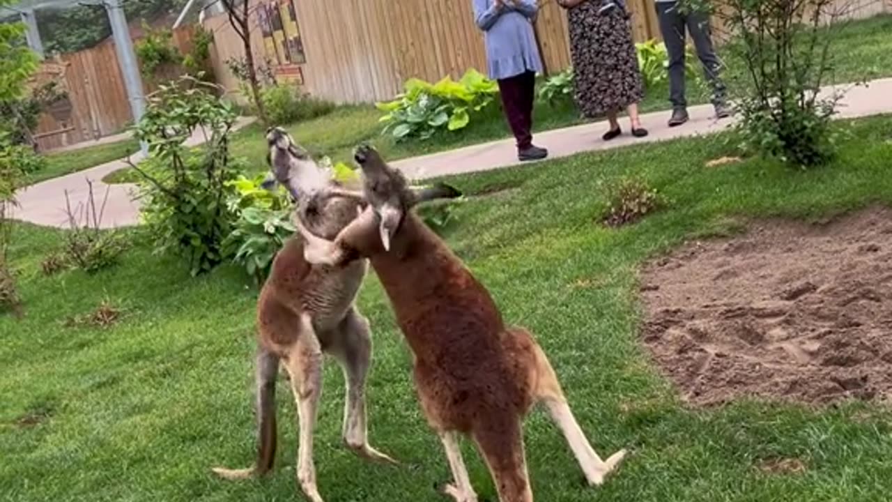 Kangaroos putting on a show for the audience 😂😂😂