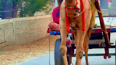 My Village ❤ Camel Video #maxrecords #villagelife #larkana #sindh #pakistan