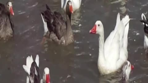 duck