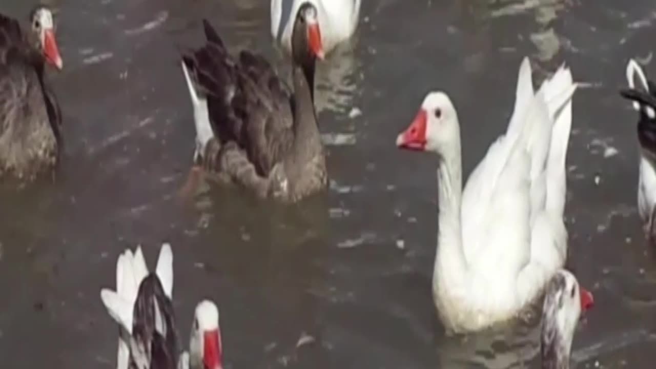 duck