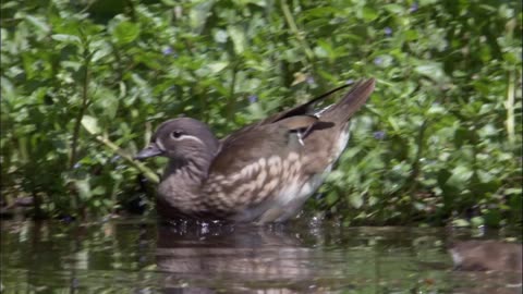 Planeta zem 10.Les mierneho pasma