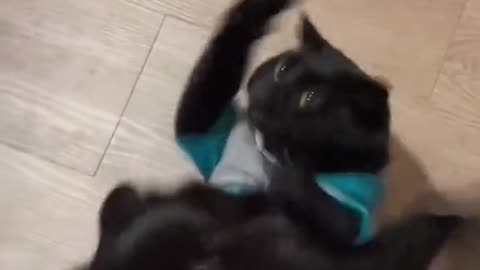 Funny cats #1