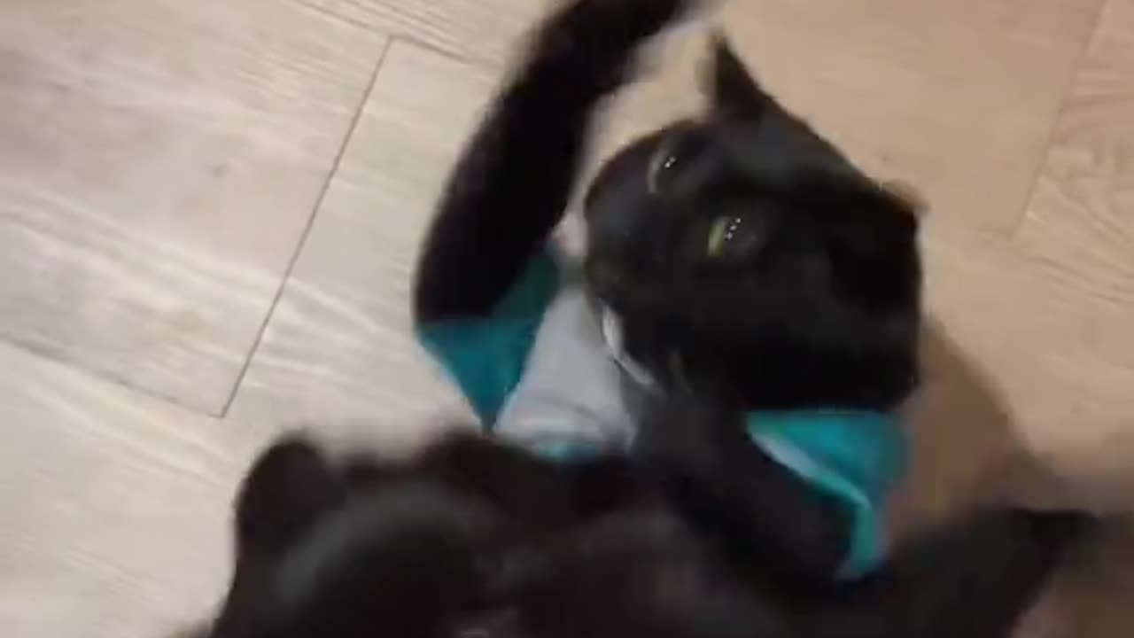 Funny cats #1