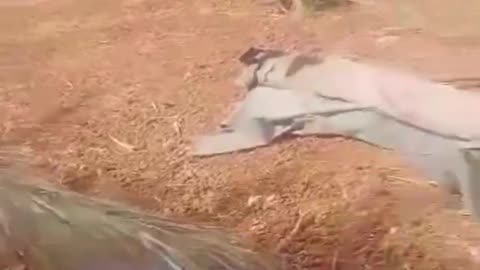 #Sudan 🇸🇩: "Sudanese Armed Forces" (#SAF) have captured artillery weapons