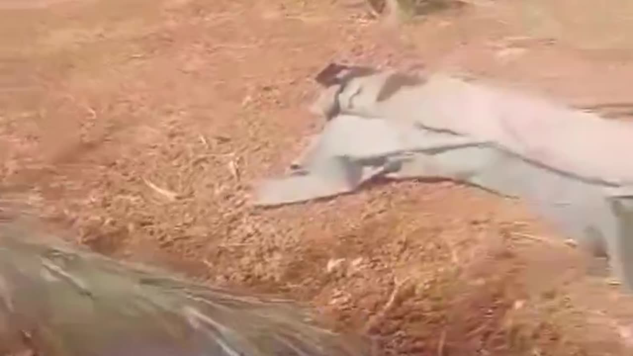 #Sudan 🇸🇩: "Sudanese Armed Forces" (#SAF) have captured artillery weapons