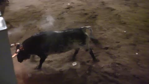 1 TORO EMBOLADO 19 mayo FIESTAS SANTA QUITERIA 2025