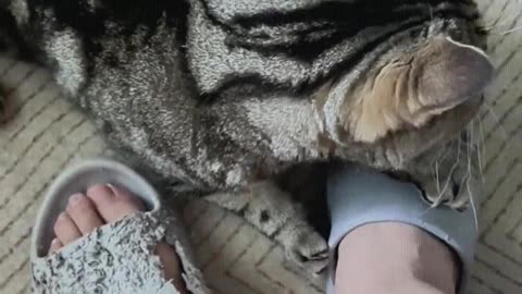 I bought new slippers for you to grab