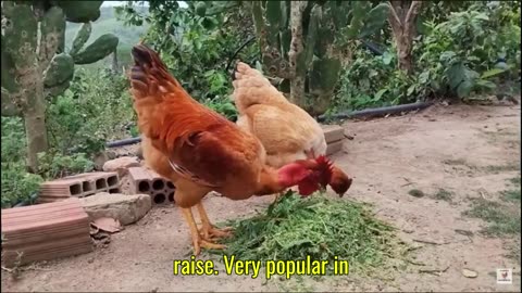 "The Naked Neck Chicken Will Surprise You!"