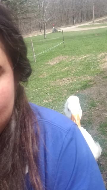 Your chances of being relentlessly stalked by a goose may be low but they are never zero.