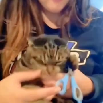 Cat’s Hilarious Reaction During Nail Clipping | Funny Angry Cat Moments!🤣🤣