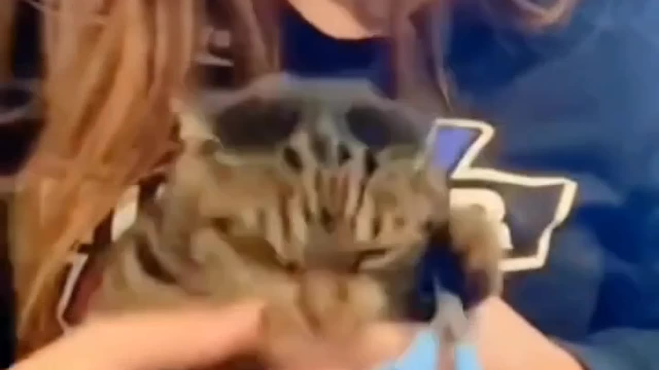 Cat’s Hilarious Reaction During Nail Clipping | Funny Angry Cat Moments!🤣🤣