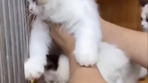 Cute Kittens Doing the Darndest Things! You Won't Believe