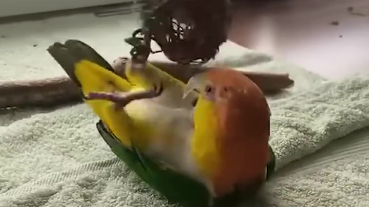 FUNNY Parrot Videos You Won't Believe #funny