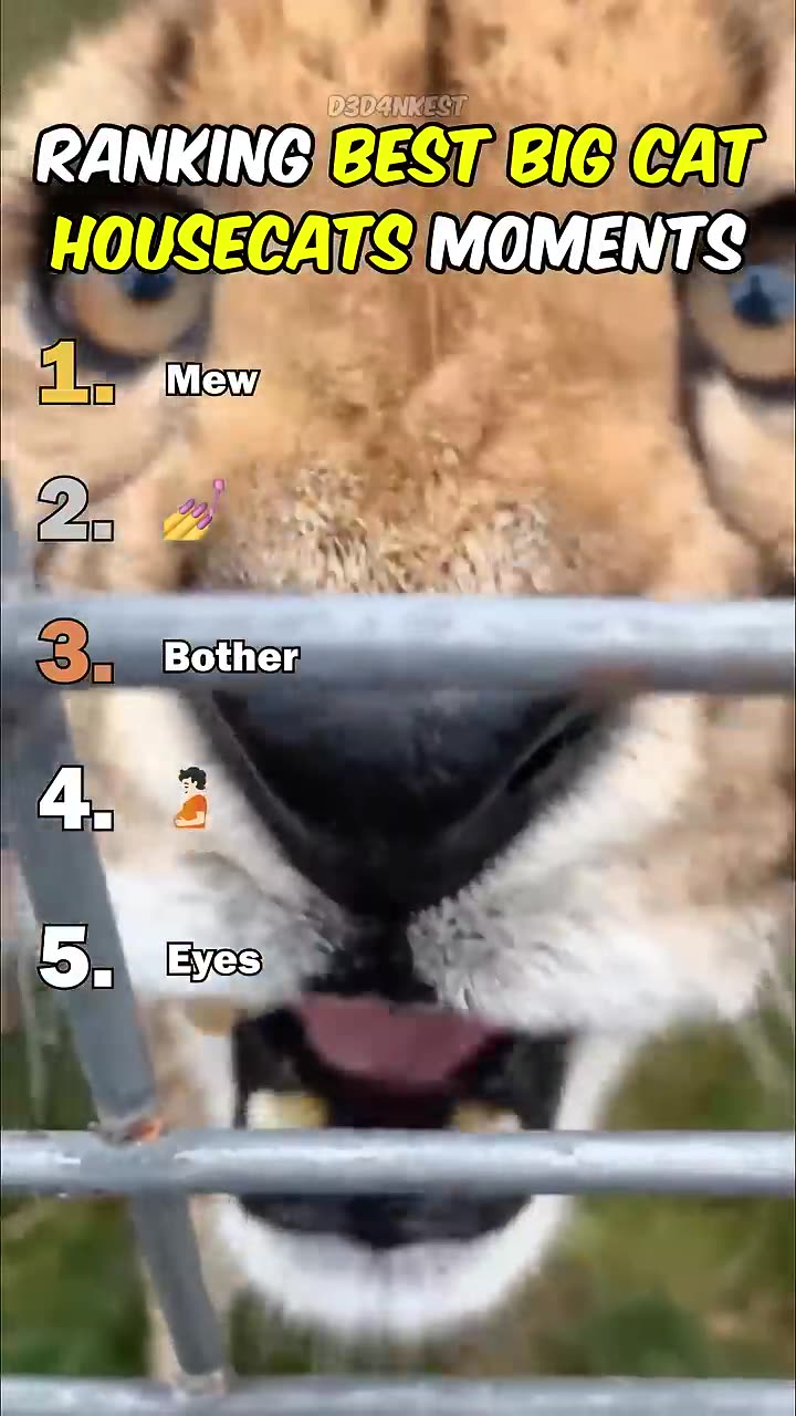Ranking Best Throwing Cheese On Cat Moments