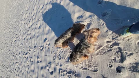 Batman & Chewy--Off the Leash in Pensacola! #yorkie #funnydogs