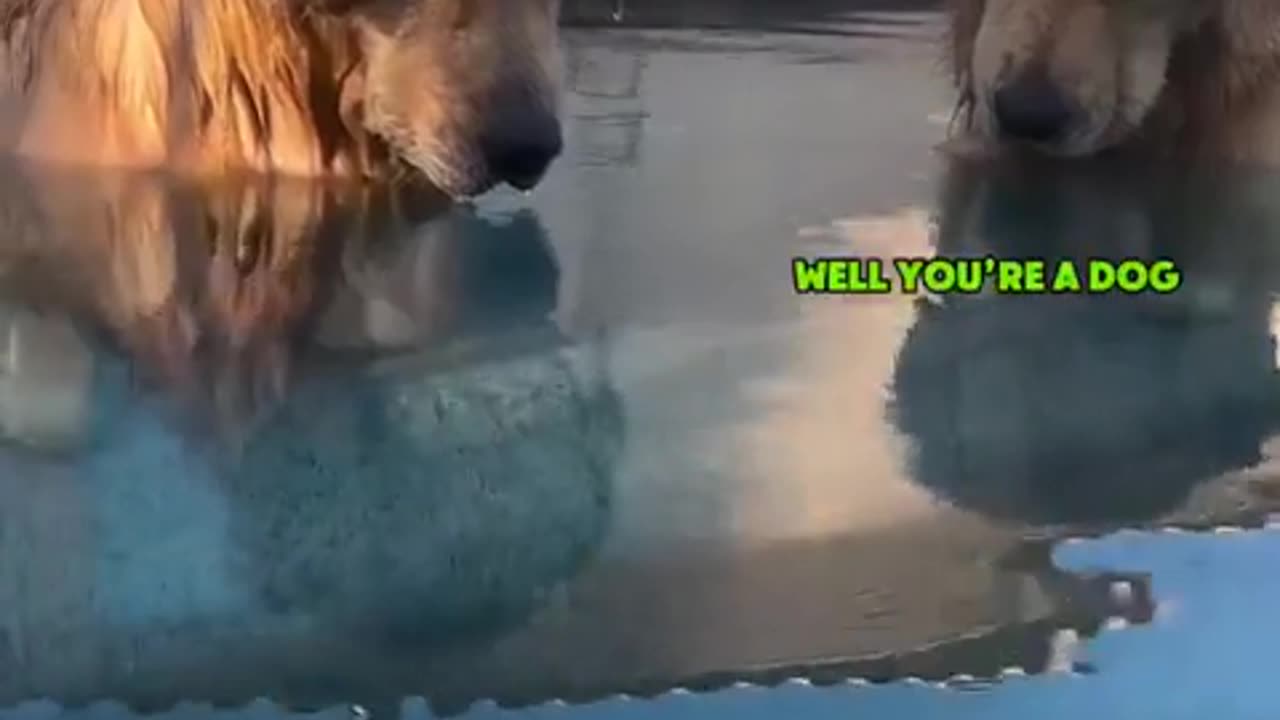 Funny dog video