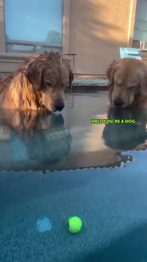 Funny dog video
